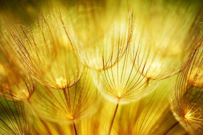 Soft dandelions flowers